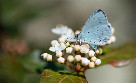 blauwtje gelopen betekenis